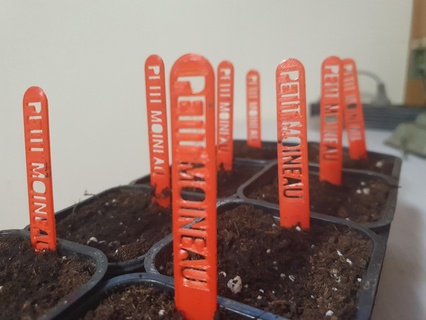 labels tomato seedlings label seedling garden marking identification plant 3d print model - Mito3D