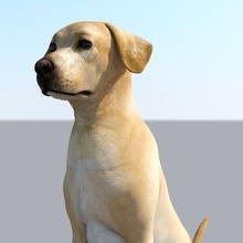Labrador perro realista mascota amantes regalo gratis stl modelo 3d 3dprint cnc amante animal casa hogar cruz criaturas jugar niño amigo ender red 3d print model - Mito3D