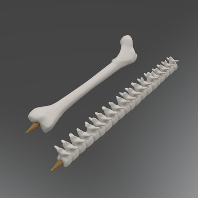 penne ossatura 2 penna hueso femore columna vertebrale medicinale clinica ospedale oficina 3d print model - Mito3D