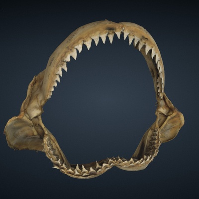 ampla tubarão mandíbulas 3d modelagem cafajeste digital projeto stl obj fbx impressão oceano vida marinho biologia educacional monitores visual efeitos 3d print model - Mito3D