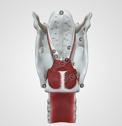 larynx muscles ligaments anatomy 3d print model - Mito3D