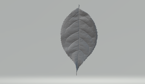 leaf Art 3dscan leaf  3d print model - Mito3D