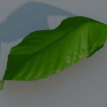 leaf scanned scans_replicas 3d print model - Mito3D