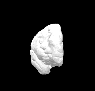 izquierda hemisferio cerebro medicamento cerebelo anatomía modelo impresión 3d respeto descanso craneal 3d print model - Mito3D