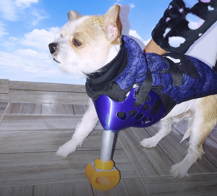 sinistra arto protesi cani parà perro membro inoltrare medico veterinario dispositivo pata gamba cane animale domestico flessibile robot multicolore ender if 3d print model - Mito3D