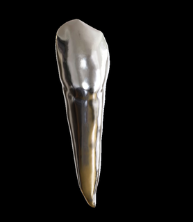 izquierda inferior canino 33 diente Superior odontología prótesis dental raíz 43 prototipo tipodonto cerámico restauracion max circonita 3d print model - Mito3D