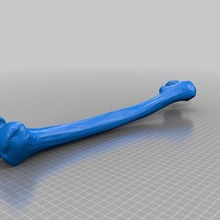 jambe longue os biologie 3d print model - Mito3D