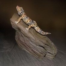 leopardo geco rocce alto modello animale qu3d rettile lucertola 3d print model - Mito3D