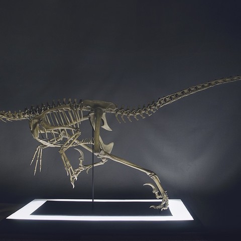 la vie de taille vlociraptor squelette part0205 divers velociraptor dinosaure animal le crâne os abptor 3D print model - Mito3D