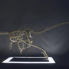 la vida de tamaño vlociraptor esqueleto part0305 varios velociraptor dinosaurio animal el cráneo los huesos abptor 3d print model - Mito3D