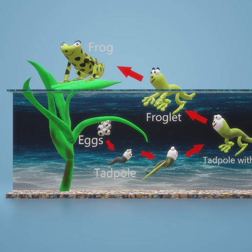 life cycle frog cycles of a in pond science projects 3d model cartoon 3D print model - Mito3D