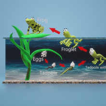life cycle frog life cycles life cycle of a frog frog life frog in pond science projects science life 3d model cartoon