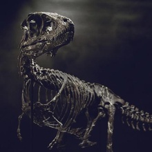 la dimension de vie bébé squelette t-rex partie 0810 various dinosaur skull tyrannosaur tyrannosaurus fossil animal bones museum science scientific biology education educational decoration 3d print model - Mito3D