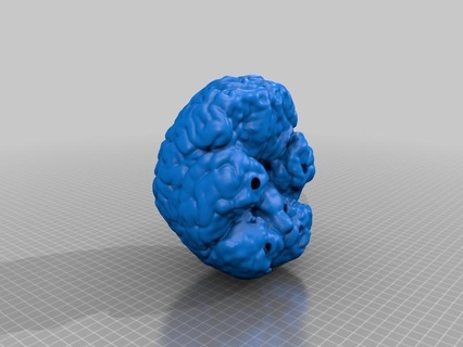 hayat boyut beyin Biyoloji zihin 3d print model - Mito3D