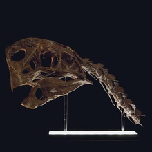 la dimension de vie citipati oviraptor crâne col l'utérus vertebrae various dinosaur skeleton bone bones science palaeontology paleo palontology biology educational 3d print model - Mito3D