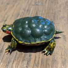canlı bebek kaplumbağa sanat doğa hayvan yaban hayatı 3d print model - Mito3D