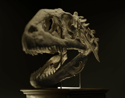 tamanho natural majungassauro crânio arte dinossauro animal ossos esqueleto jurássico anatomia paleo 3dprinting 3d print model - Mito3D