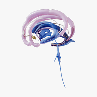limbik sistemi anatomi çeşitli beyin bez korteks beyincik koku alma kök yanal önceki karıncık hipofiz bezi hafıza septum lob talamus amigdala iç çamaşırı ampul 3d print model - Mito3D