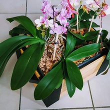 lina woodbox caja modular varios de almacenamiento cuadro caché la olla orquídea maceta orquídeas madera diy 3d print model - Mito3D