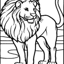 lion art 3d wall drawing