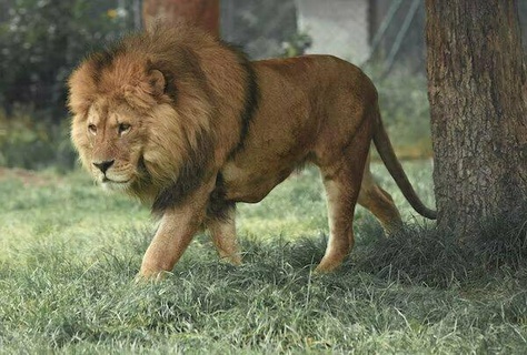 lion 3d print model - Mito3D