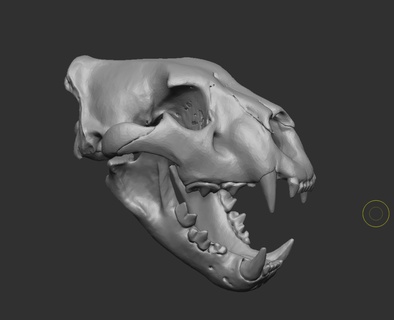 león cráneo ct escanear 3d print model - Mito3D