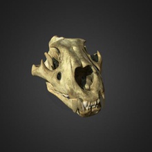 aslan kafatası sanat kemikler artec eva Müzesi tarama 3d 3d print model - Mito3D