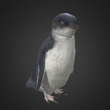 little blue penguin koror verschiedene Vogel 3d-scan nz newzealand museum Tier creaform 3d print model - Mito3D
