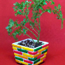 kleinen Topf ii Kunst Blumentopf pot Pflanzen 3d print model - Mito3D