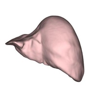 liver 3d print model - Mito3D