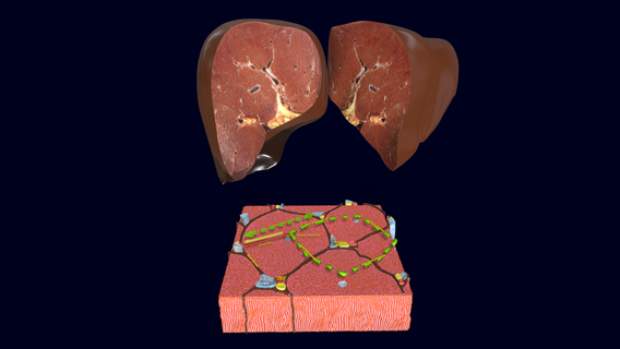 liver histology anatomy labelled 3d print model - Mito3D