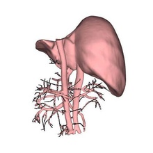 liver veins 3d print model - Mito3D