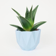 low-poly-Topf-pflanze-Kaktus home Pflanzer Sämling design crash lecker Geschenk Innenraum deco Blume geometrische 3d print model - Mito3D