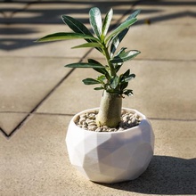 low poly succulentbonsai pot 2 versions home cactus container garden grow leaf leafs planter succulents 3d print model - Mito3D