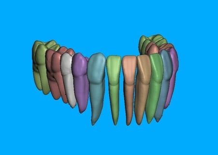 inferior mandíbula dientes raíces mezclador malla 3d print model - Mito3D