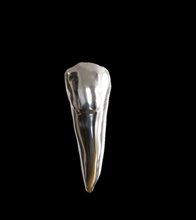 lower left second premolar 35 tooth upper dentistry prosthesis dental root 45 prototype typodont ceramic restoration e-max zirconia 3d print model - Mito3D