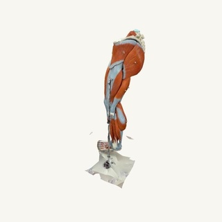 inferiore arto muscoli gamba corpo parte 3d print model - Mito3D