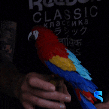 macaw feather puzzle bird animal jungle fun 3D print model - Mito3D