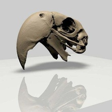 macaw pappagallo superiore cranio animali 3d print model - Mito3D