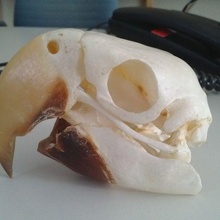 arara crânio jogos amniota ara pombo Arini pássaros pássaro osso papagaio psitaccidae animais 3d print model - Mito3D