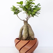 macetimon ekici Jardinera girişim 3d basılı vazo bitki Planta 3d print model - Mito3D