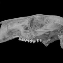 macropus rufus red canguro cráneo varios 3d print model - Mito3D