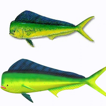 mahi Balık tutma yem kayık balık vinil ringa trolleme dikey blakminow jlc jigging sörf Akvaryum balığı kılıç ağırlık Tuna Yunus Lamba pes Dorado 3d print model - Mito3D