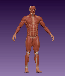 maschio corpo anatomia umano manichino muscoli anatomico riferimento 3d print model - Mito3D