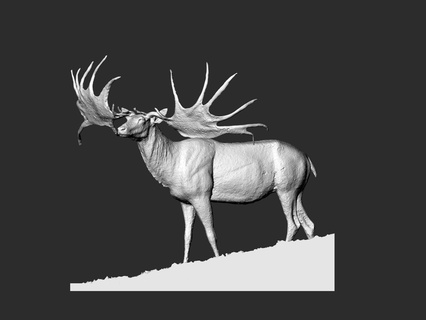 erkek geyik kova Boğa hart Sanat sıra Ölçek model inanılmaz hayvan Hart Kraliyet güzellik güzel iyi parlak telif hakkı 3d print model - Mito3D