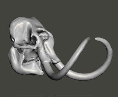mammoth skull head cranium jaw mammal mammals skull cranium anatomical head skeleton mammoth mammut elephant tusk jaw jaws halloween christmas  3d print model - Mito3D