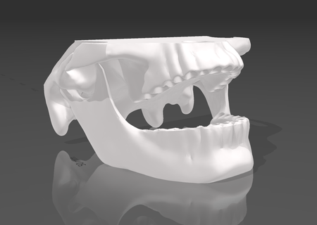 mandibula sin dientes jaw without teeth tooth mouth bone skeleton anatomy dentistry medicine denture science 3d print model - Mito3D