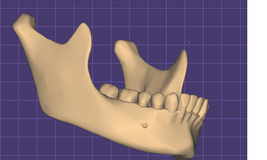 mandibula anatomía dental mandibula 3d print model - Mito3D
