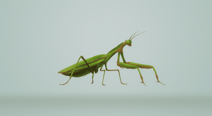 mantis din dua ev böcek hayvan mantodea takip etmek depredador voro kamuflaj yamyam avlanma biyolog a sivrisinek dikkat bakici kırılgan verde renkli jardín casa 3d print model - Mito3D
