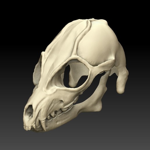 masque de tête loup la mode le crâne wolf furro fourrure animal 3D print model - Mito3D